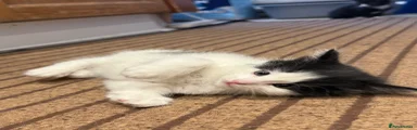 Mixed Breed Kitten 10