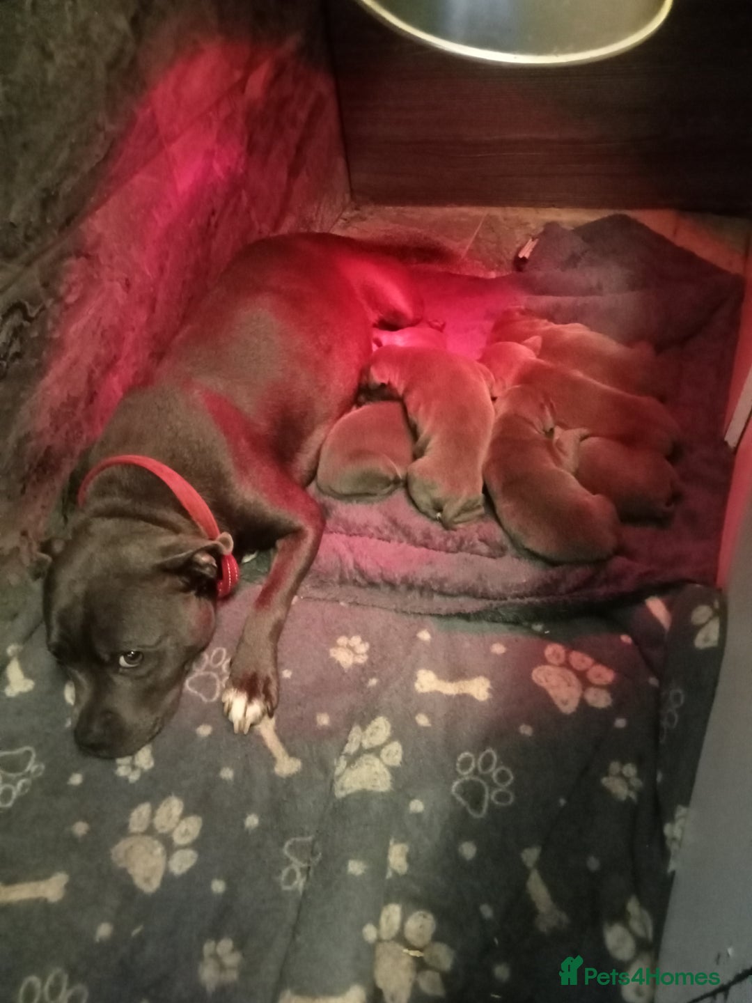 Staffordshire Bull Terrier dogs for sale: Solid blues SBT - Image 5