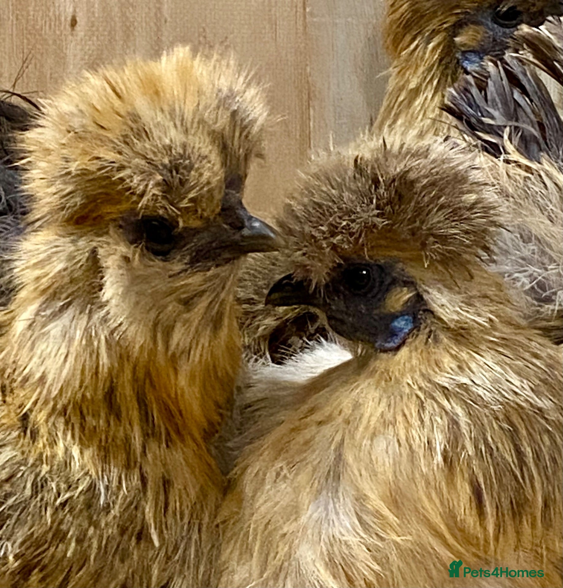 Chickens poultry Silkie  - Advert 1