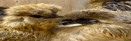 Chickens poultry for sale: Silkie  - Advert 1