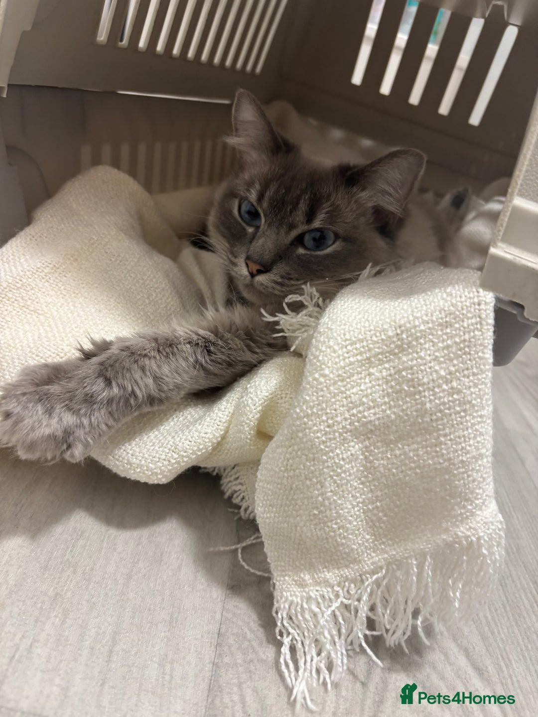 Ragdoll cats for sale: Affectionate ragdoll - Advert 3