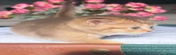 British Shorthair cats for sale: Chocolate golden kittens  - Advert 9