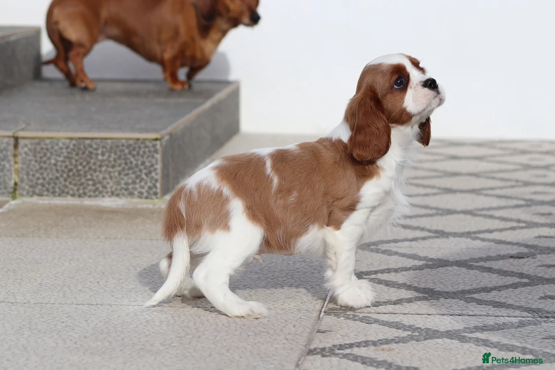 Cavalier King Charles Spaniel dogs for sale: Cavalier King Charles Spaniel puppy  - Advert 6