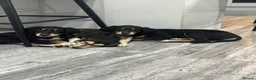 Saluki dogs for sale: Stunning Saluki Pups - Advert 3