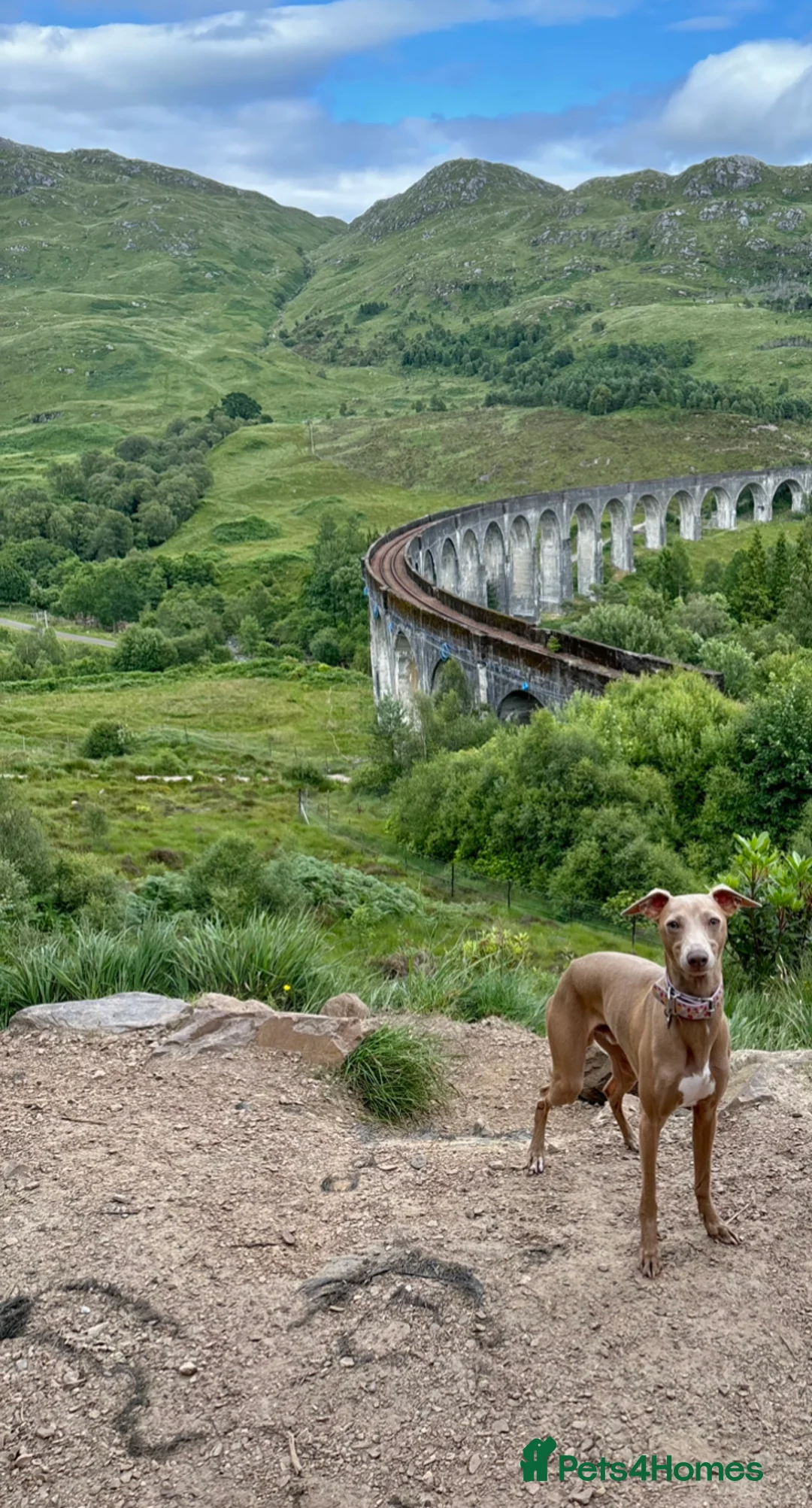 Italian Greyhound dogs for stud: Hojlund Magic Rus aka ‘Tony’ available for stud.  in Bodmin - Advert 2