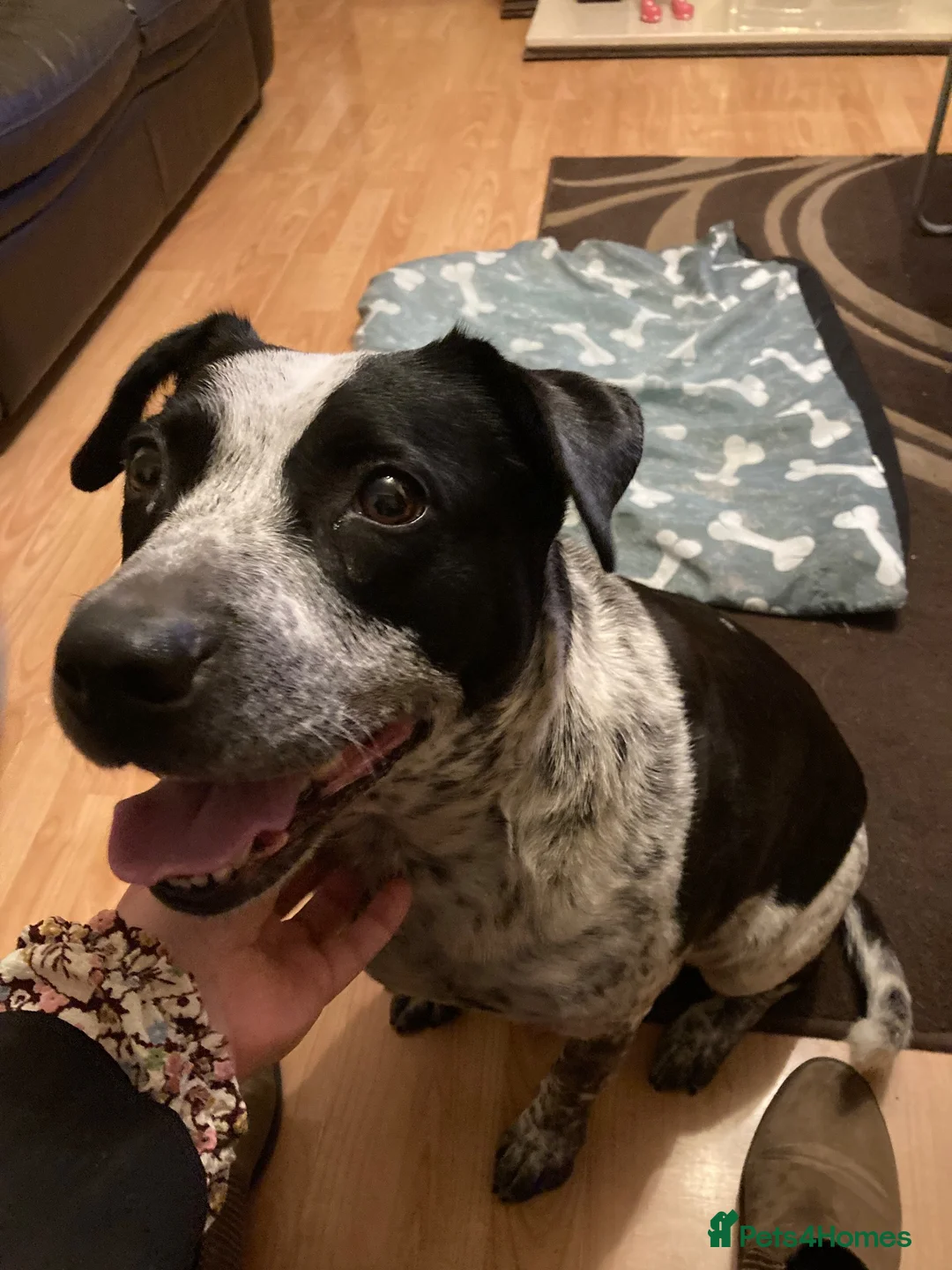 Mixed Breed dogs for sale: Springer cross in Walsall - Advert 2