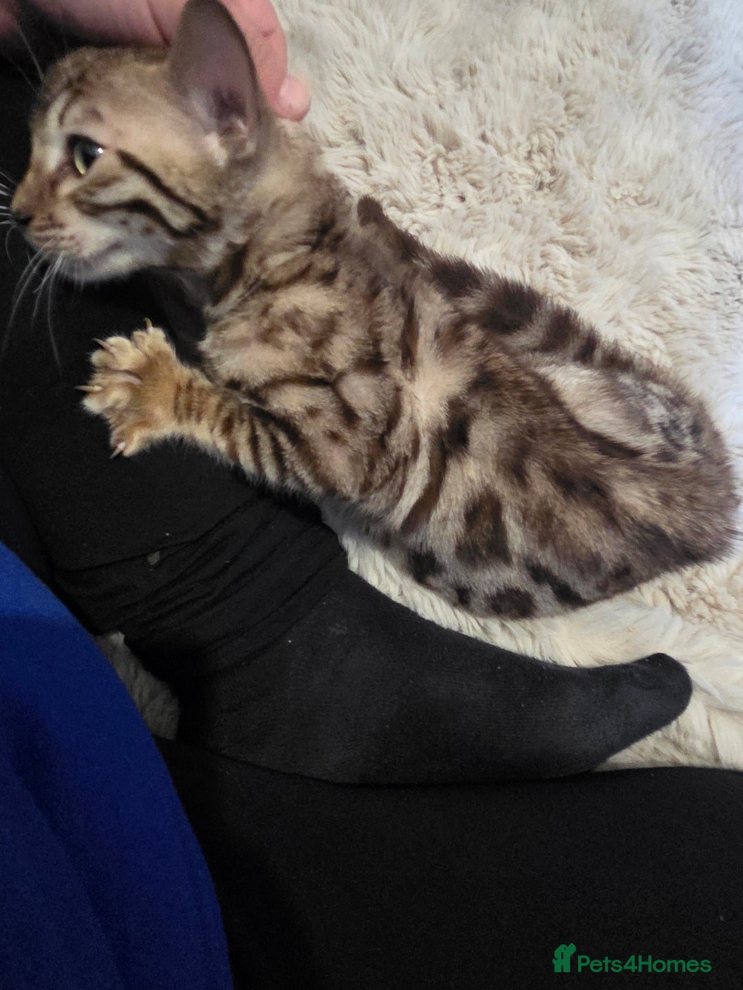 Bengal cats for sale:  1 stunning male bengal kitten  - Image 27