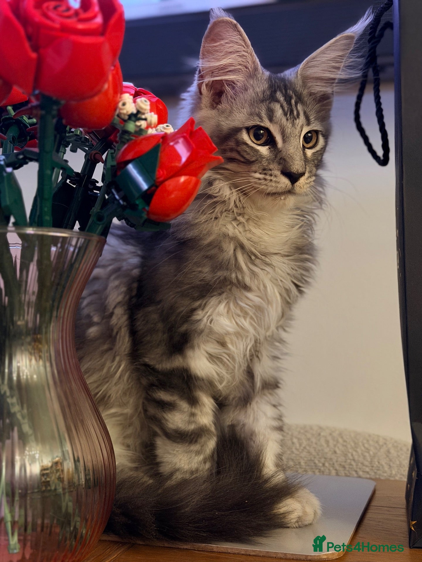 Maine Coon cats 💙 Male Maine Coon Silver Kitten TICA - Advert 14