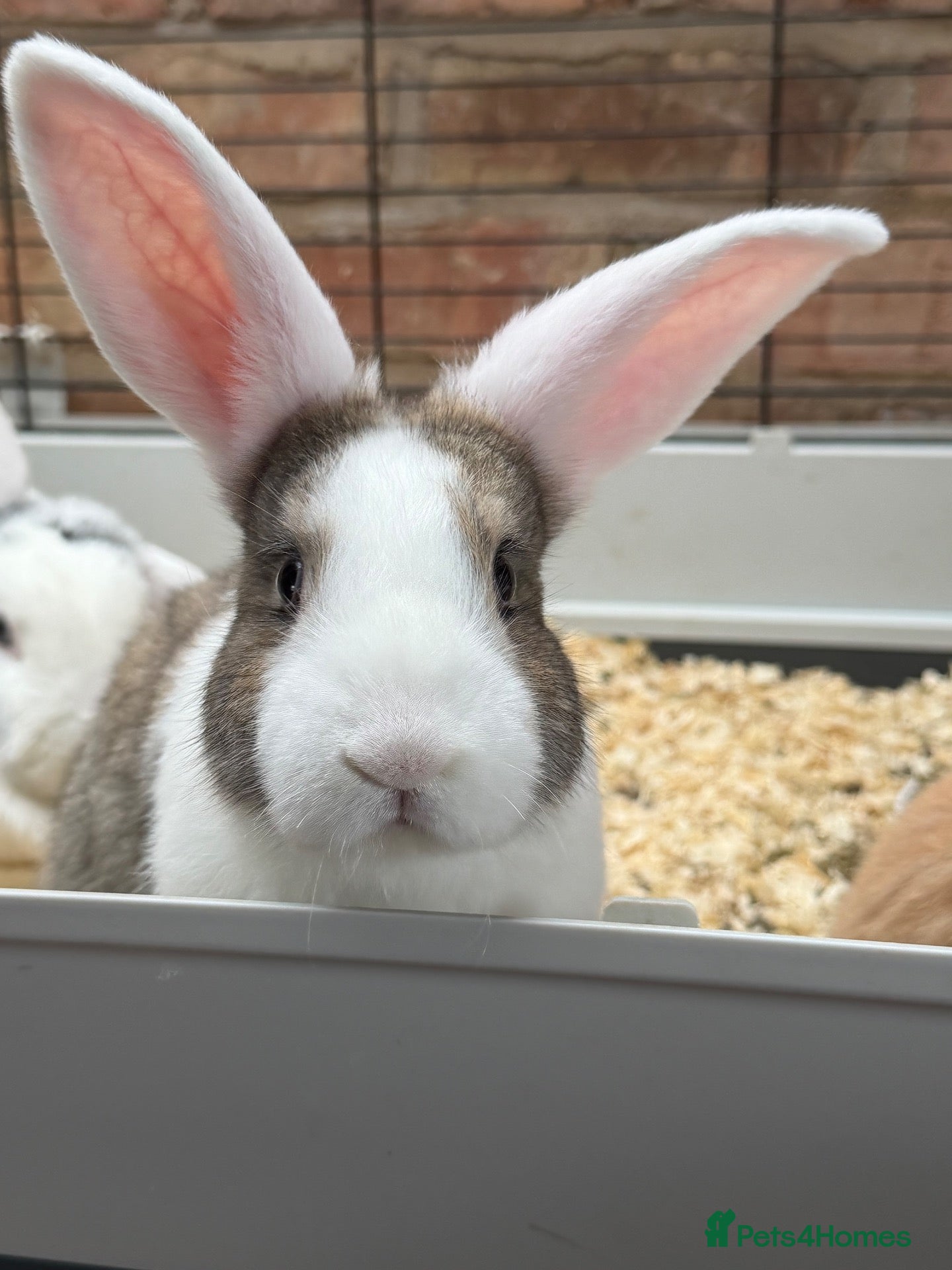 Mini Lop rabbits Holland lop X Angora ***ready to leave**** - Advert 1