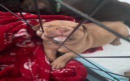 Mixed Breed dogs for sale: Pocket bully cross Chow Chow puppies for sale - Image 21