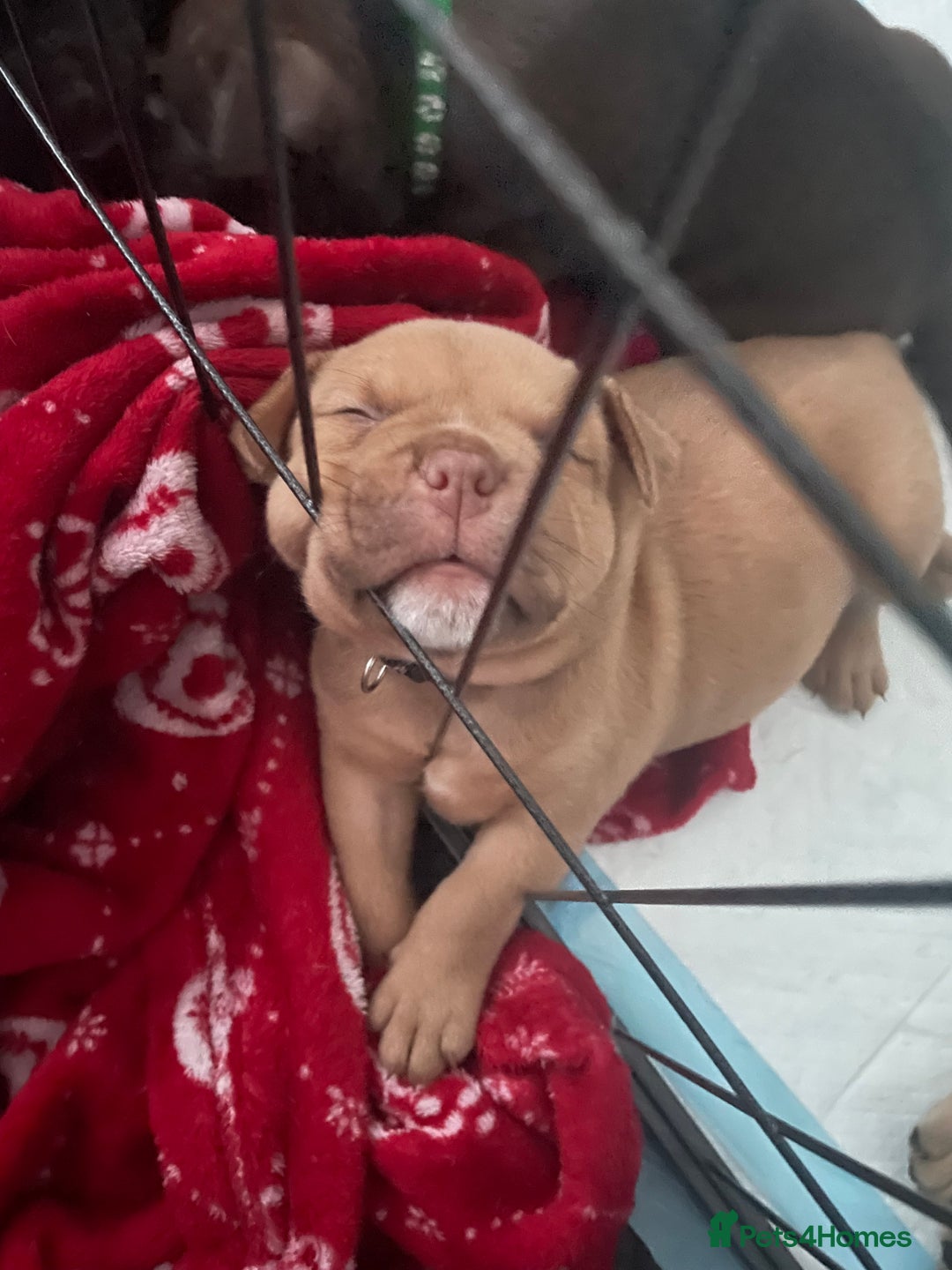 Mixed Breed dogs for sale: Pocket bully cross Chow Chow puppies for sale - Image 21