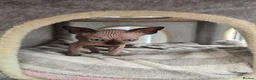 Sphynx cats for sale: LAST BOY💕READY 🩵SPHYNX KITTEN🩵 TESTED - Advert 14