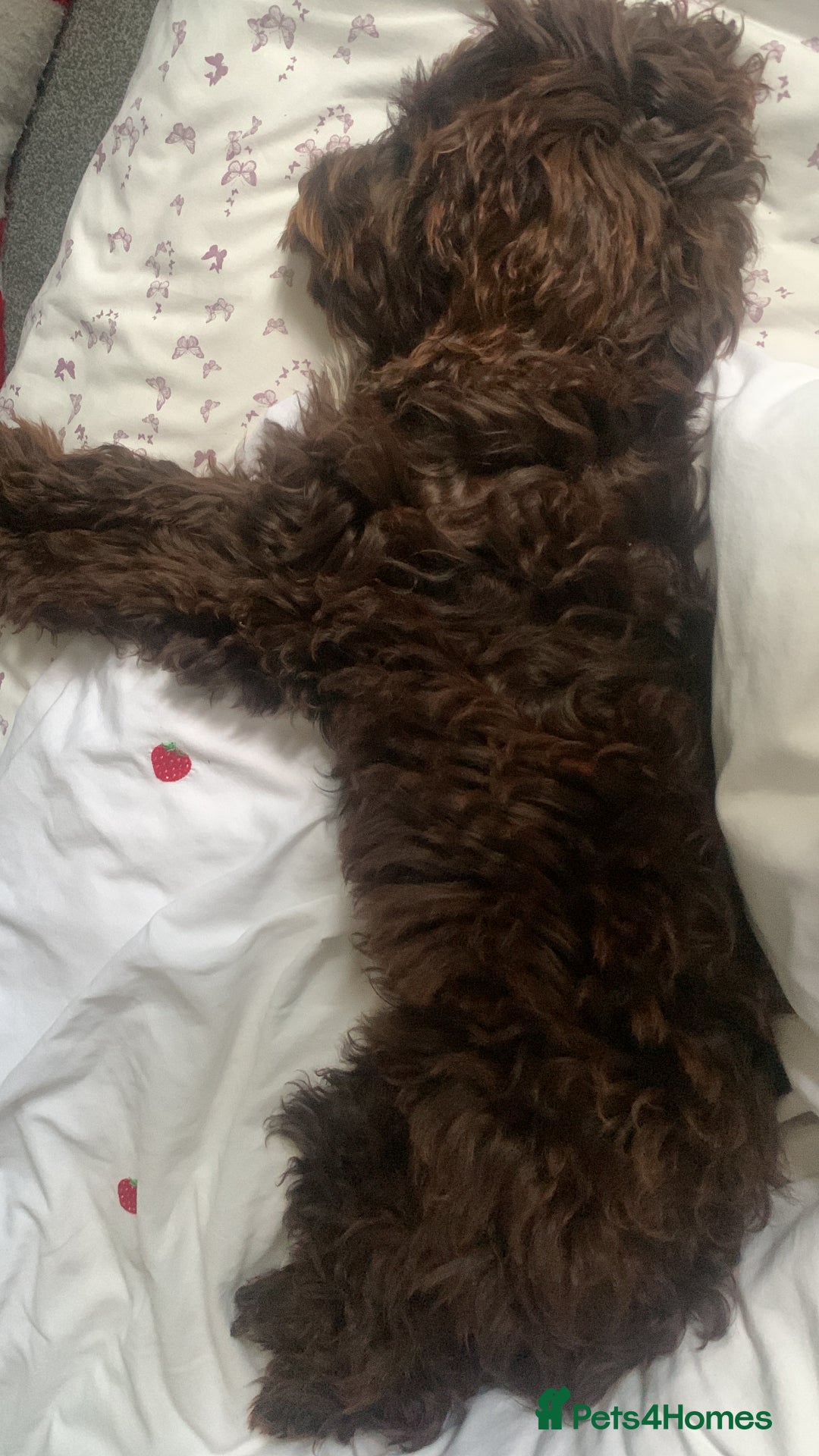 Cockapoo dogs for sale: 1 year old male cockapoo  - Advert 11