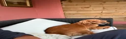 Cocker Spaniel dogs for sale: Cocker Spaniel  - Advert 4