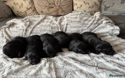Labrador Retriever dogs for sale: Labrador puppies  - Image 8
