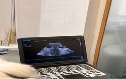 Tibetan Terrier dogs for sale: Tibetan Terrier puppies due December  - Image 3