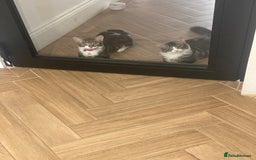 Mixed Breed cats for sale: Beautiful brothers  - Image 2