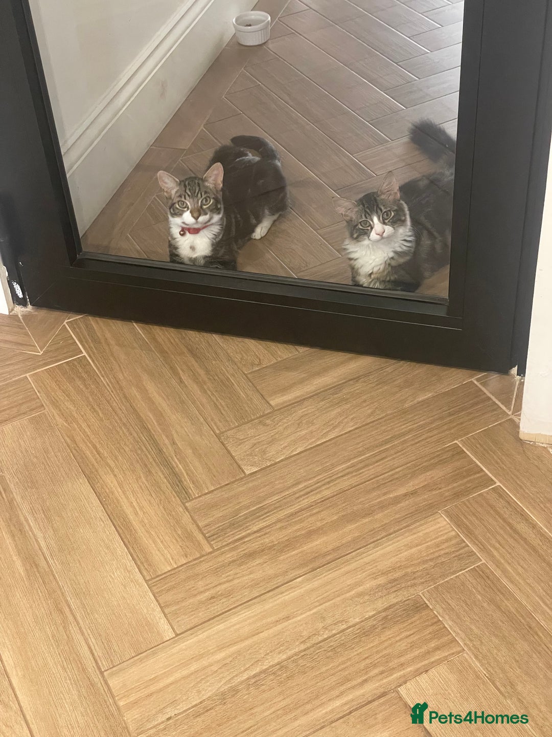 Mixed Breed cats for sale: Beautiful brothers  - Image 2