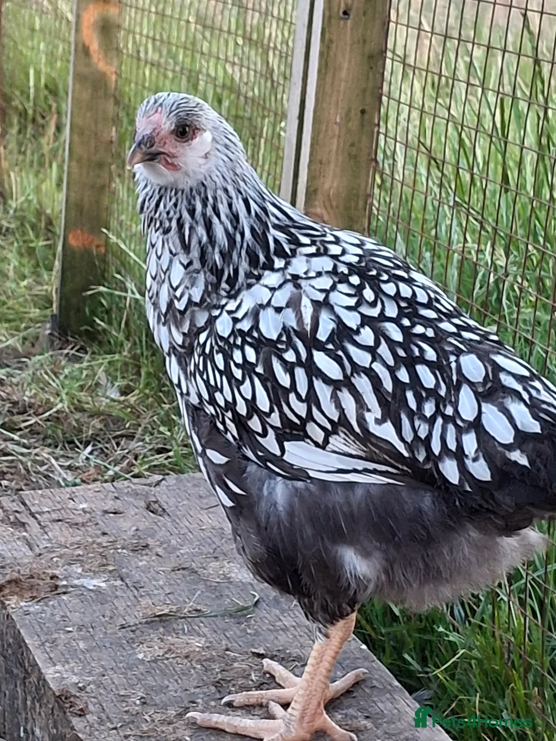 Chickens poultry for sale: LACED WYANDOTTES  - Advert 12