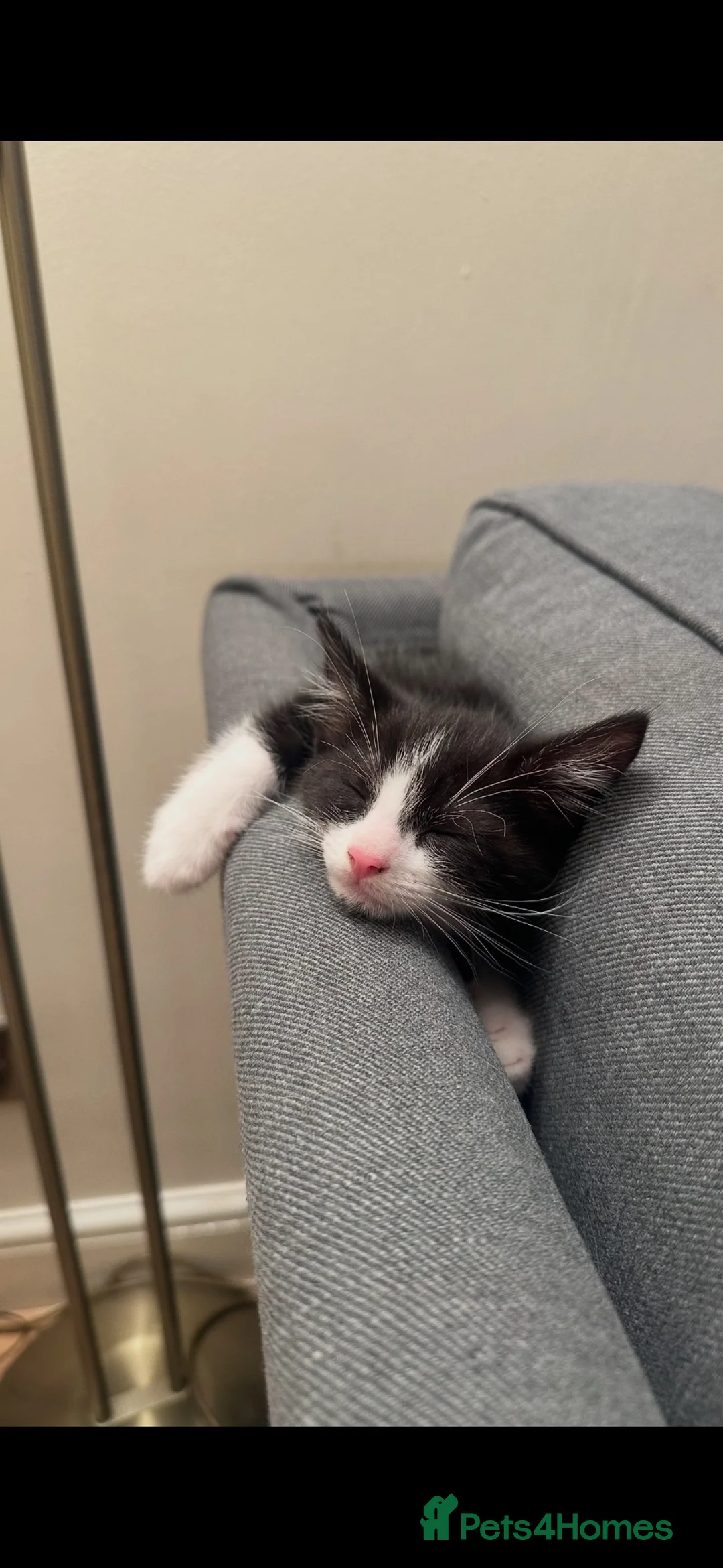 Ragdoll cats for sale: Ready now kitten- Ragdoll/British shorthair  - Advert 2