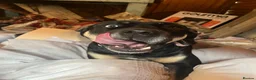 Mixed Breed dogs for sale: shadow for rehoming - Advert 2