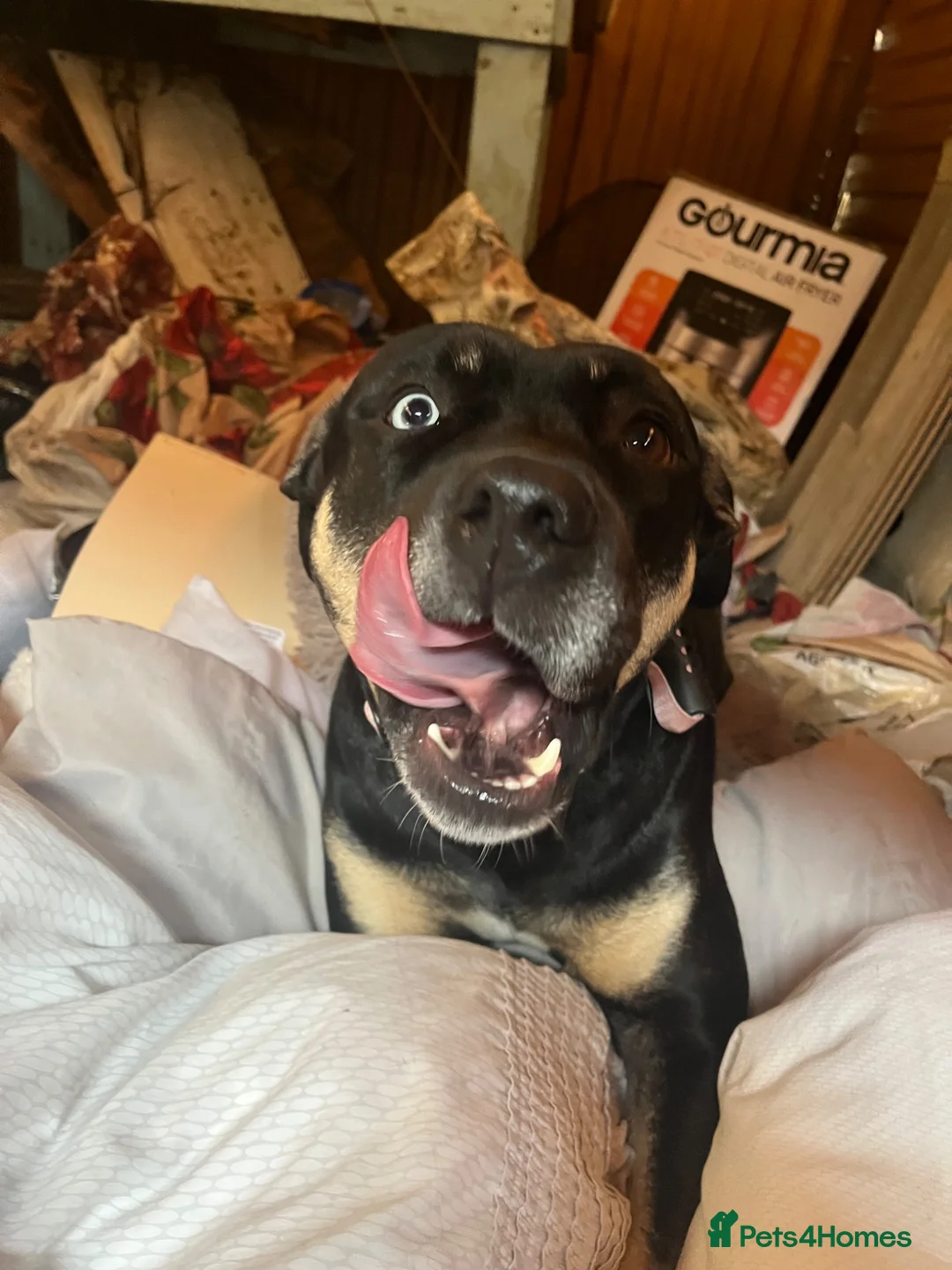 Mixed Breed dogs for sale: shadow for rehoming - Advert 2