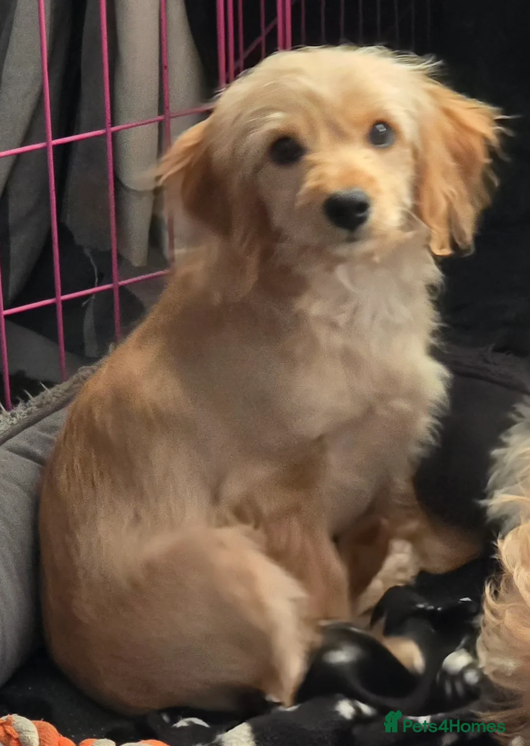 Cavapoo dogs for sale: 🐾Cavapoo: Litter Embark DNA Tested, Sire KC Reg🐾 - Advert 21