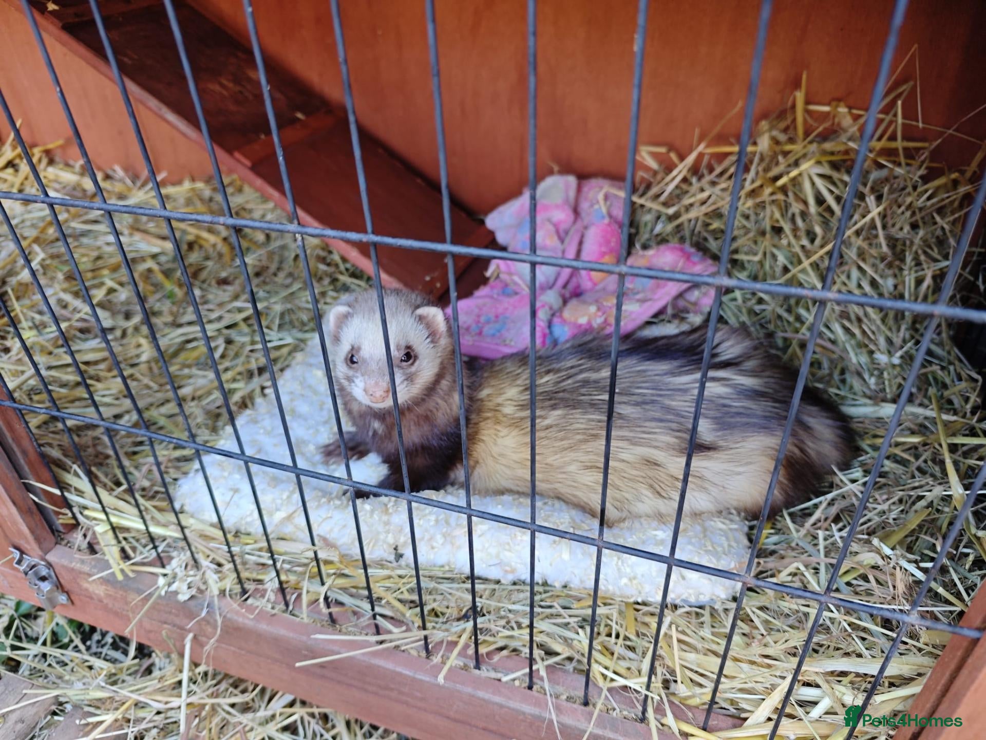 Ferret rodents One male one female must be sold together  - Advert 16