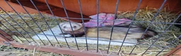 Ferret rodents for sale: One male one female must be sold together  - Advert 1
