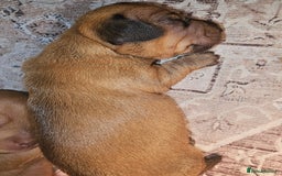Dachshund dogs for sale: Dashound puppies - Image 6