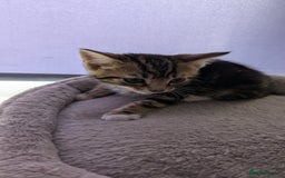 Mixed Breed cats for sale: Mixed breed kittens - available immediately  - Image 10