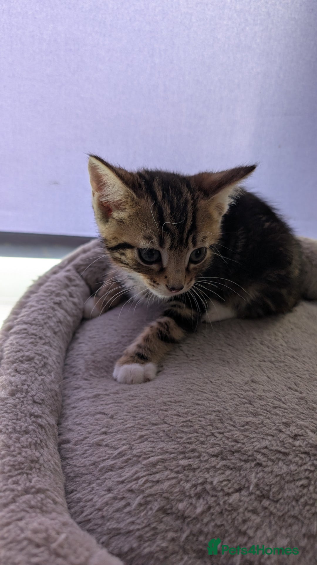Mixed Breed cats for sale: Mixed breed kittens - available immediately  - Image 10