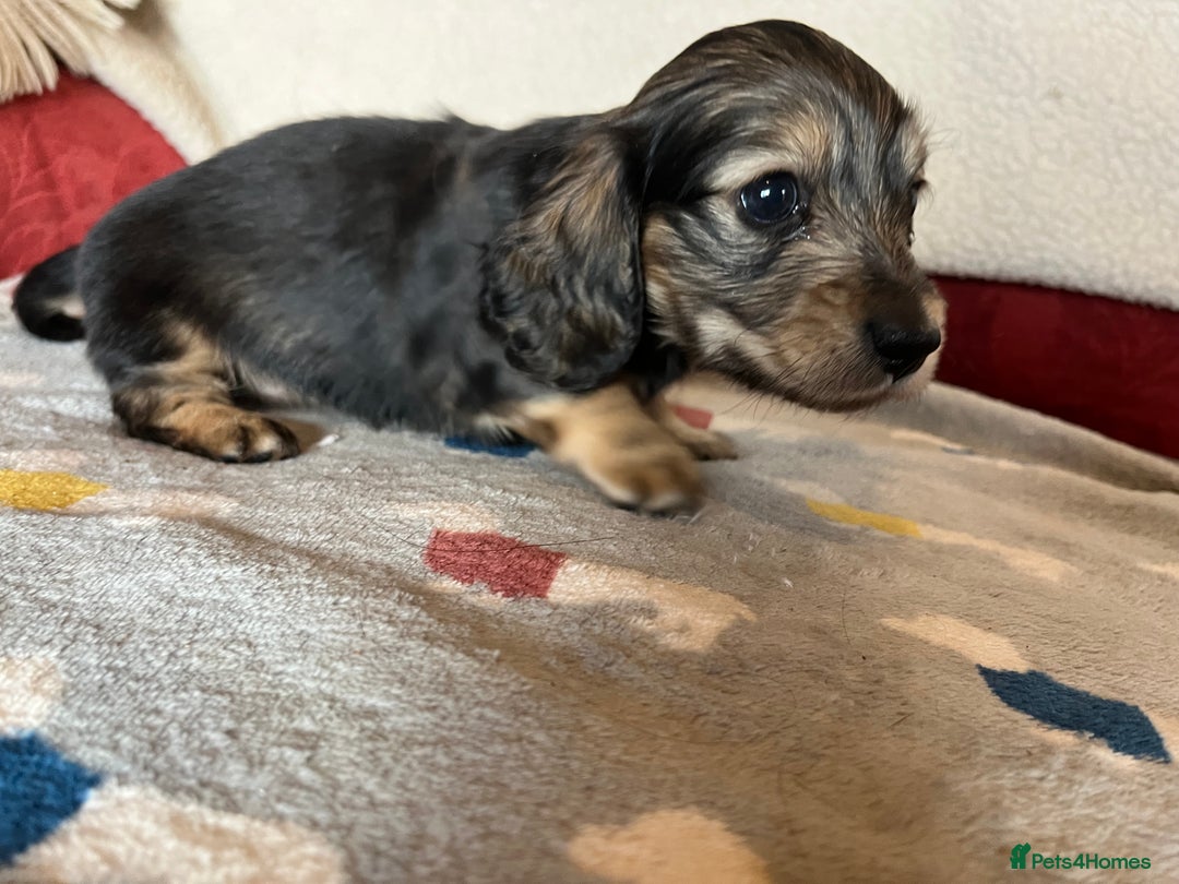 Miniature Dachshund dogs for sale: Miniature Longhaired Dachshunds ready 10.12.25 - Advert 16