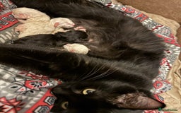 Ragdoll cats for sale: ✨Ragdoll Kittens✨ - Advert 3