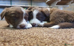 Border Collie dogs for sale: Beautiful farmhome bred Red and white Collies - Image 7