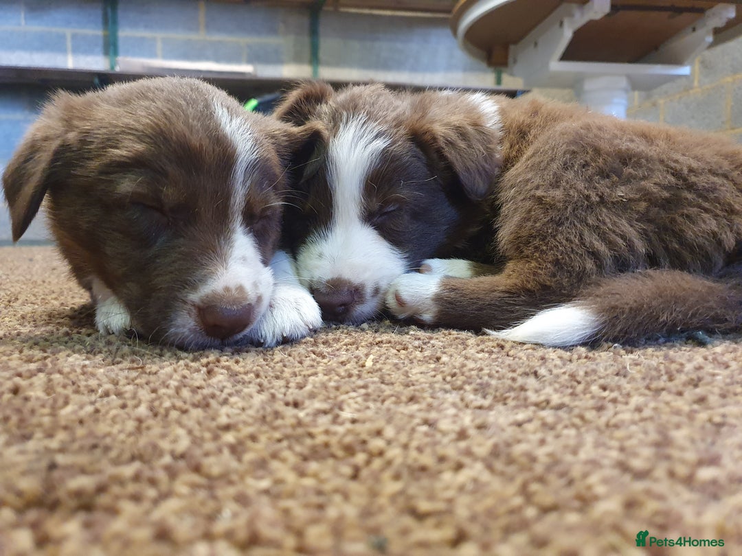 Border Collie dogs for sale: Beautiful farmhome bred Red and white Collies - Image 7