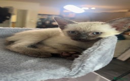 Siamese cats for sale: Beautiful Siamese Kittens - Advert 17
