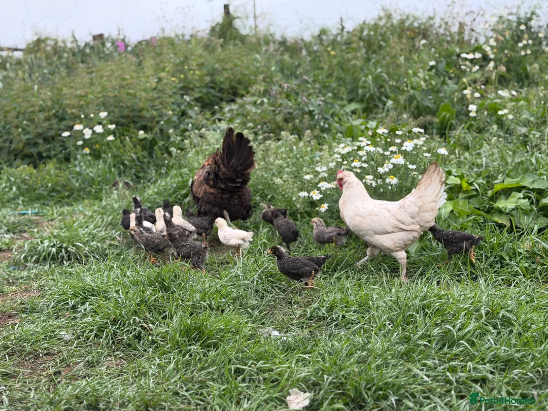 Chickens poultry for sale: Chicks available  - Advert 3