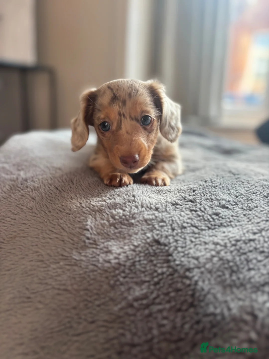 Dachshund dogs for sale: Girl dachshund  in Ashford - Advert 5