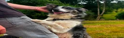 Border Collie dogs for sale: 5 Beautiful Border Collie, Blue Merle - Advert 3