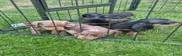 Dachshund dogs for sale: Soo cute  - Advert 35