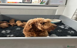 Cockapoo dogs for sale: F2B Cockapoo pups  - Advert 1