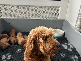 Cockapoo dogs F2B Cockapoo pups - Advert 3