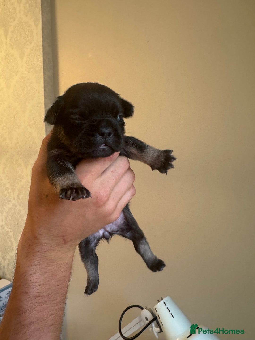 French Bulldog dogs for sale: French bulldog puppies🩷🩵 - Image 5