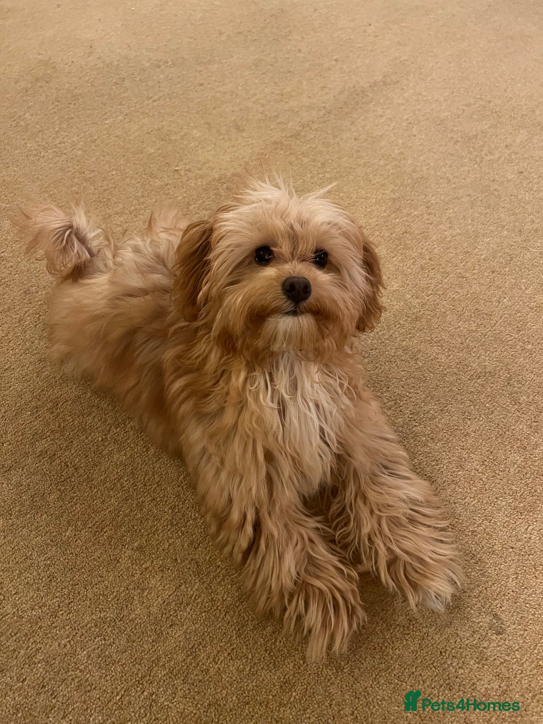 Maltipoo dogs for sale: Rehoming our beautiful Maltipoo puppy Jessie.  - Advert 3