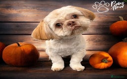 Shih Tzu dogs for stud: Shih Tzu for stud - Image 5