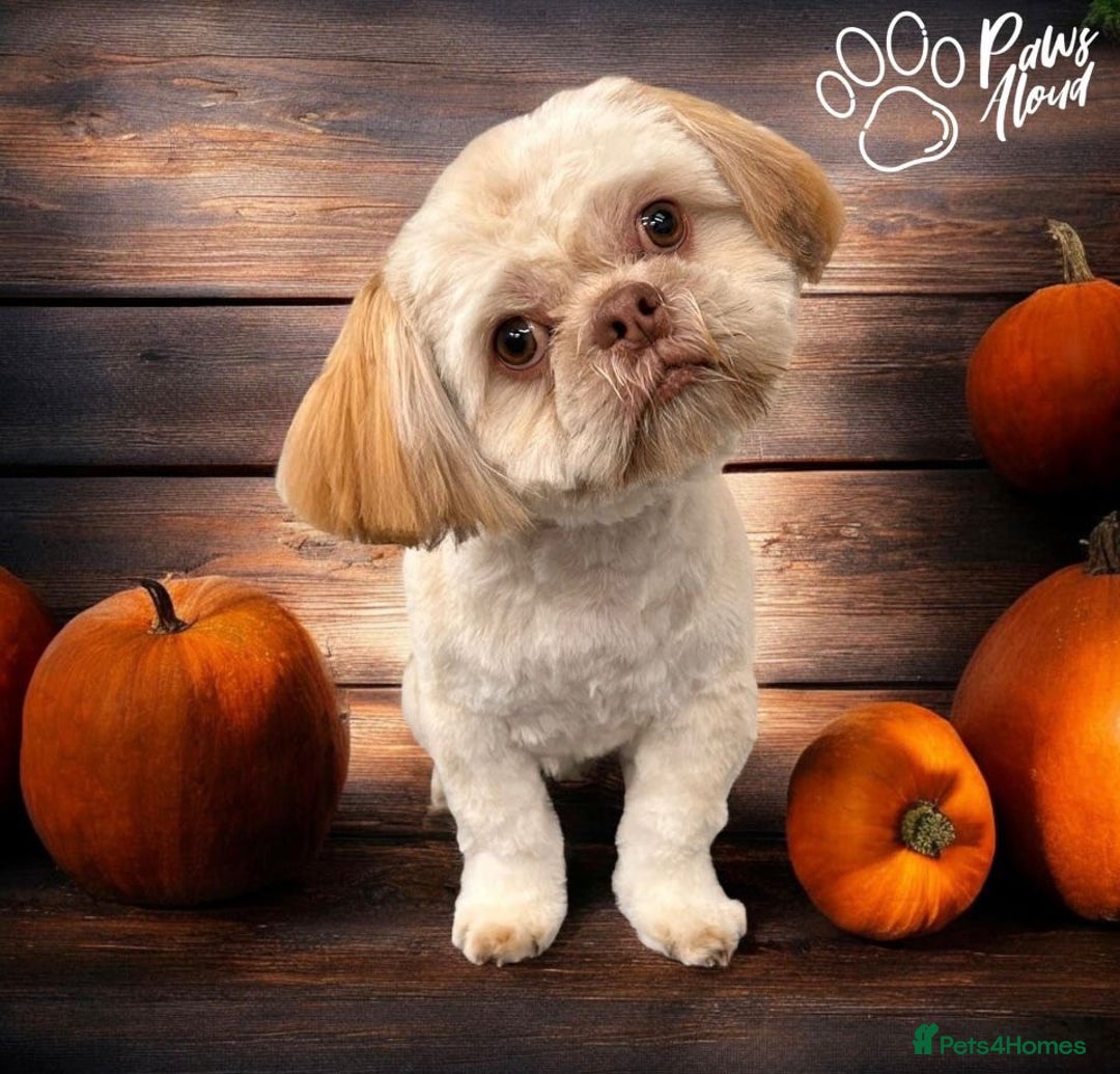 Shih Tzu dogs for stud: Shih Tzu for stud - Image 5