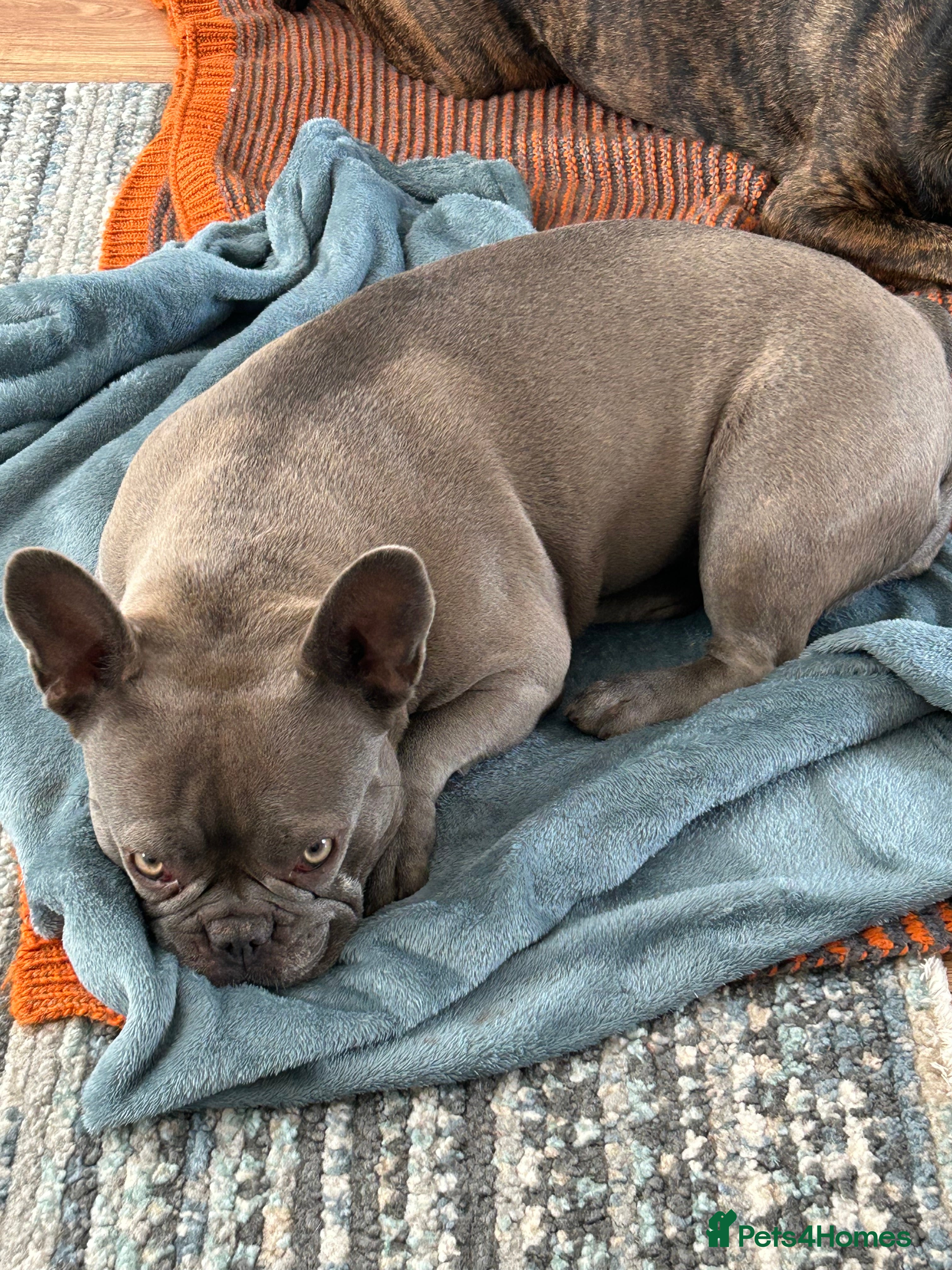 French Bulldog dogs Top quality French bulldog pups - Advert 1