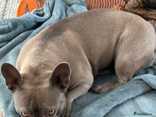 French Bulldog dogs Top quality French bulldog pups - Advert 1