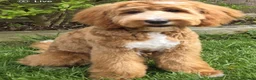 Mixed Breed dogs for sale: Australian Labradoodles RED/ WHITE TUX Girls  - Advert 20